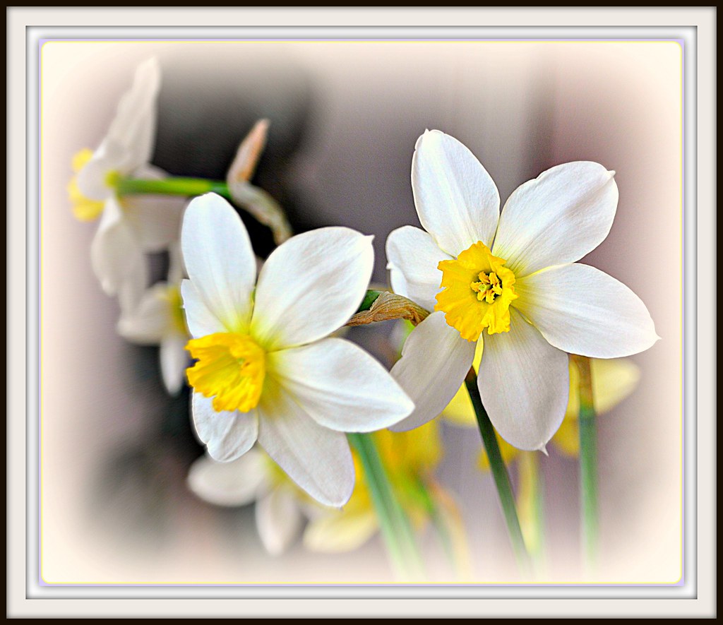 the first flowers in the garden... Tjukka2 Flickr