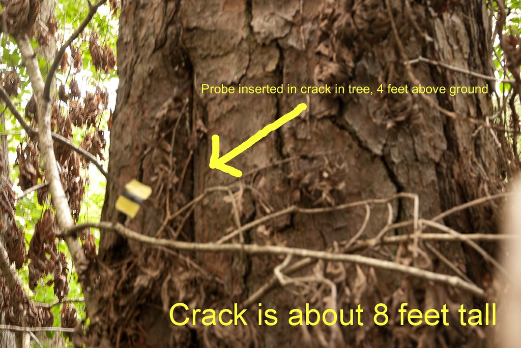 Greenville NC Tree Norfolk Southern Flickr