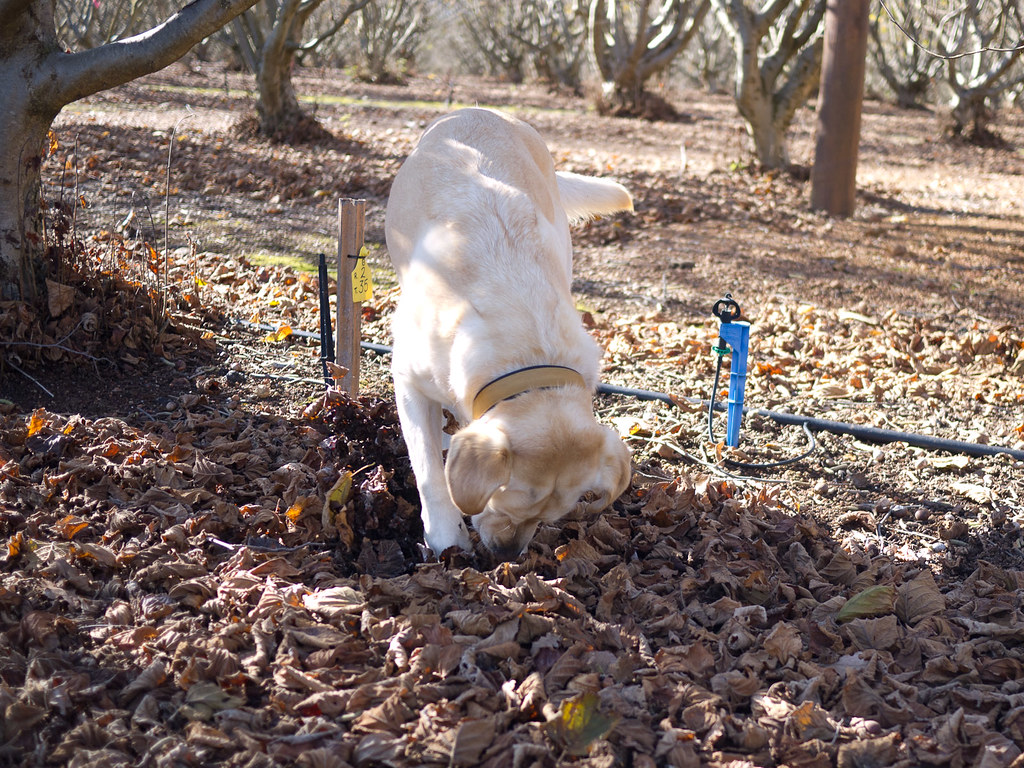 Truffle hunt, Manjimup At The Wine & Truffle Co, Manjimup,… Flickr