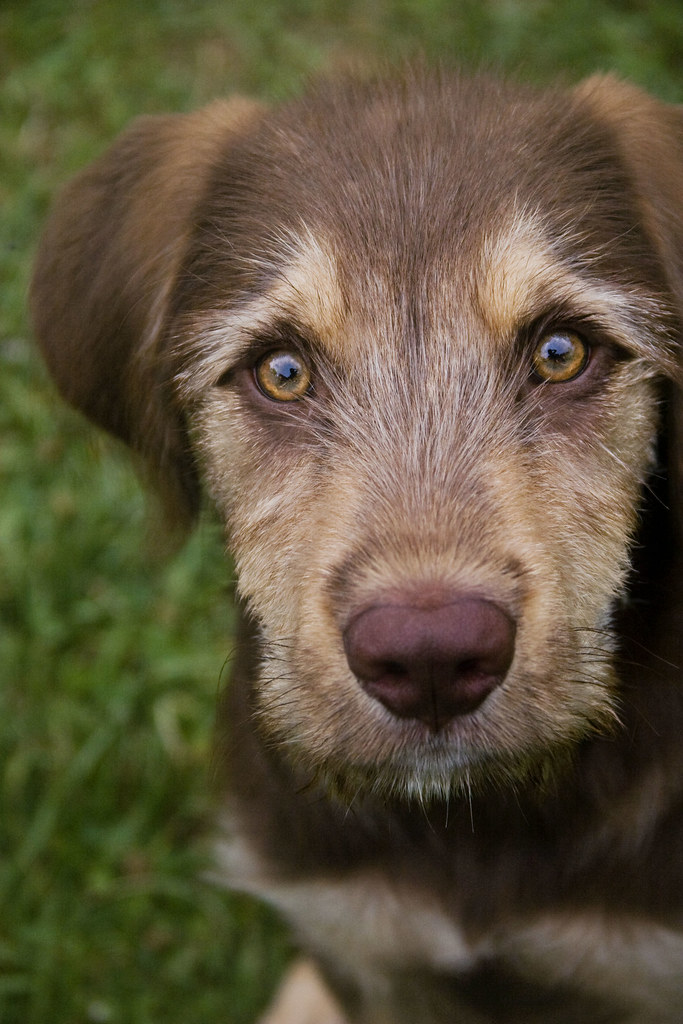 My Fender Boy My 4 month old Catahoula Leopard Dog, Fender