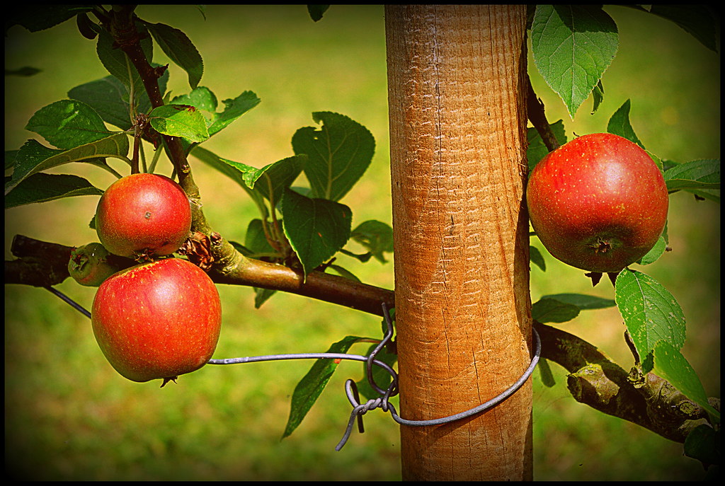 Mangez des pommes (MonchyLagache, Picardie / 21.07.2012) Flickr