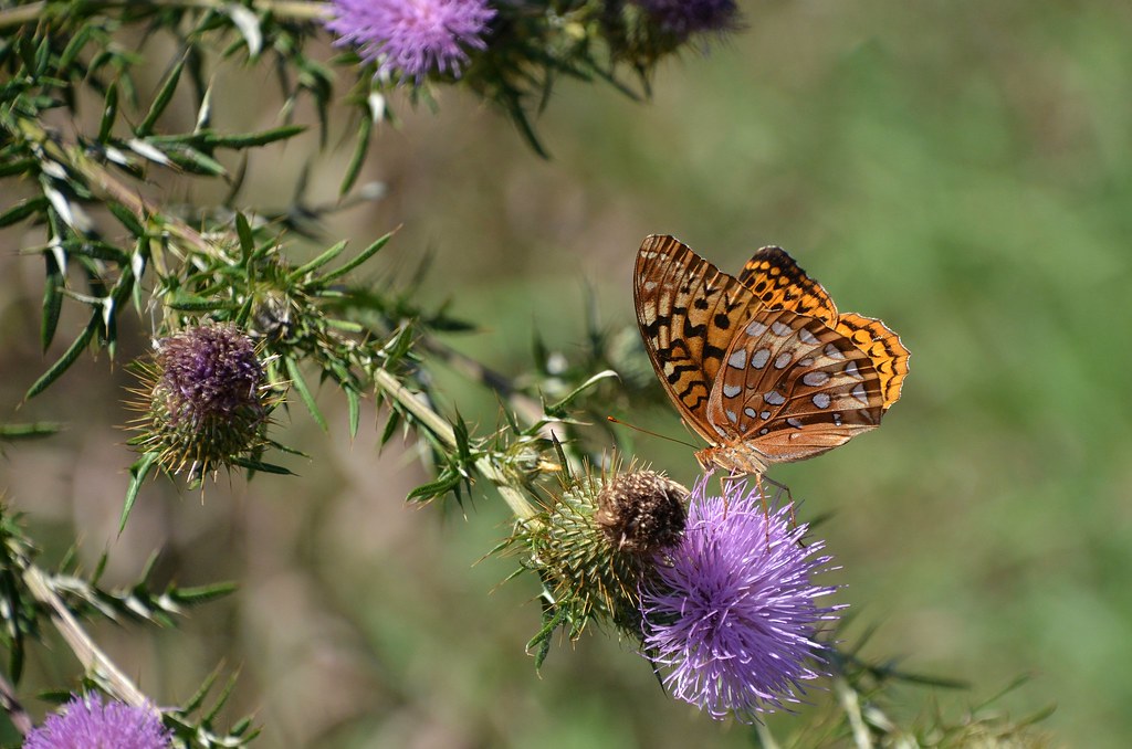 Fritillary Taken at Honey Run Highlands Park (Knox County … Flickr