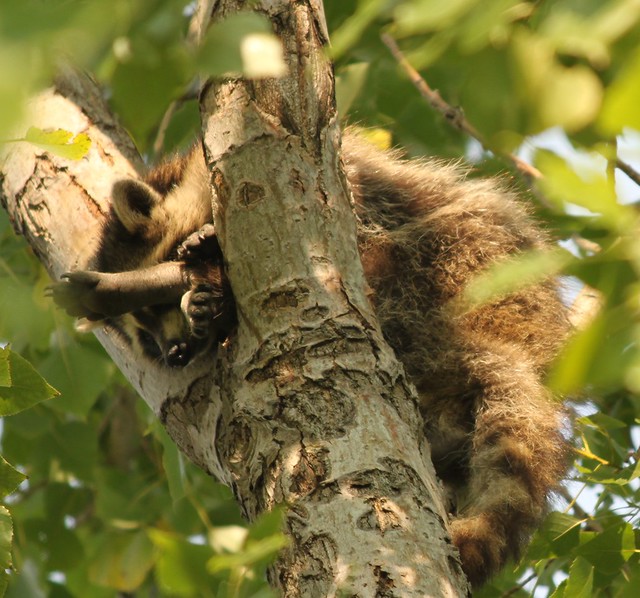 Raccoon sleeping up in a tree a photo on Flickriver