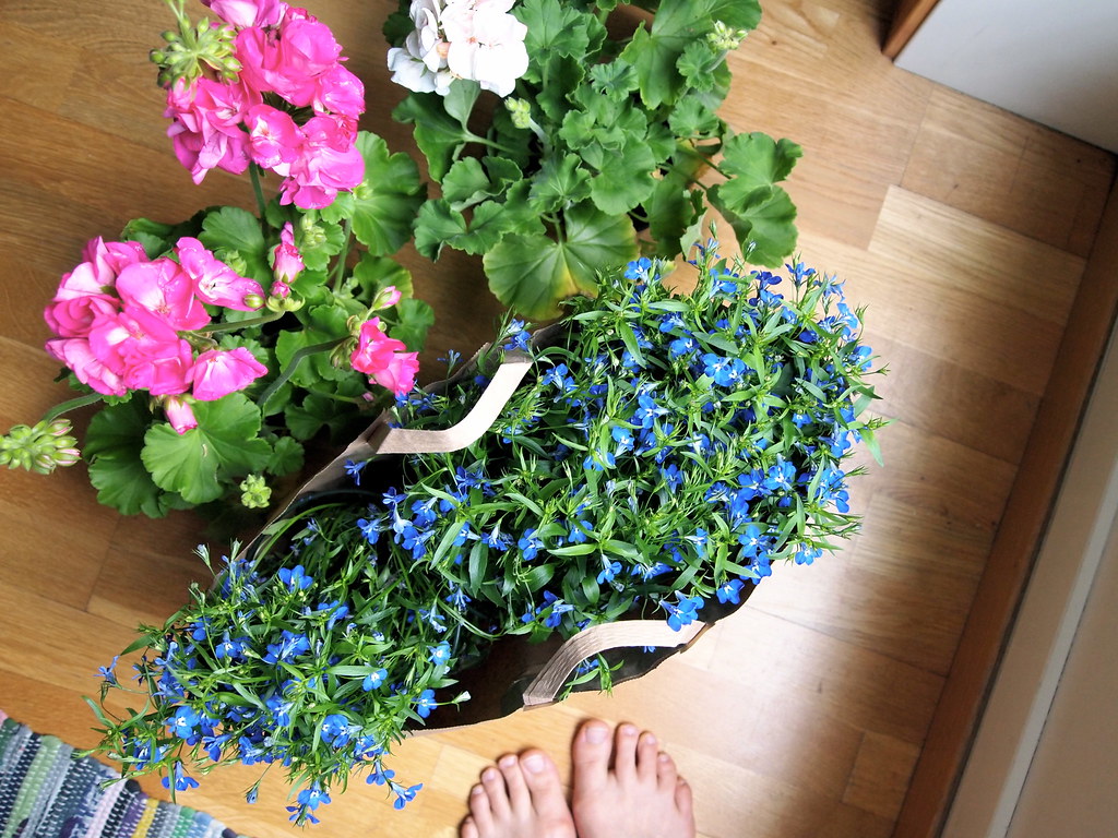 Flower shopping OLYMPUS DIGITAL CAMERA Ine Fiske Eidslott Flickr