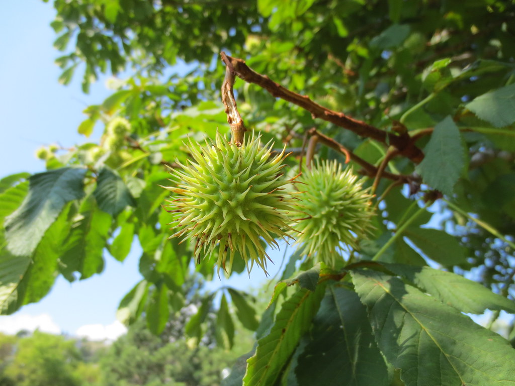 Spiky Balls In the tree jamica1 Flickr