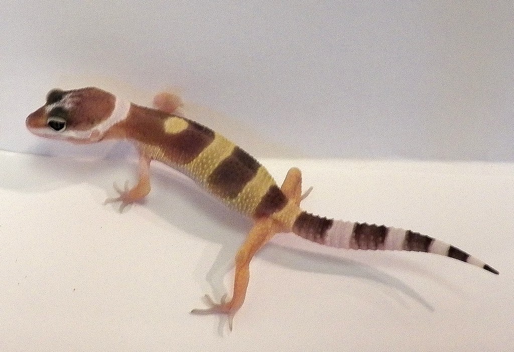 Pixel Tiny little leopard gecko, just 3 grams, but spunky!… Flickr
