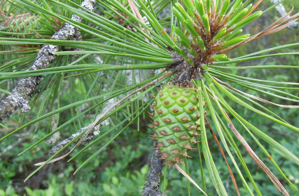 pitch pine (Pinus rigida) A native tree species. June 18, … Flickr