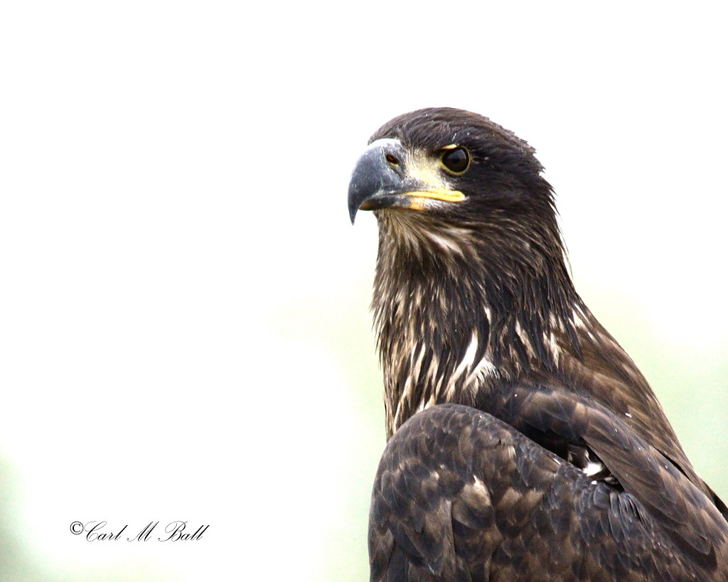 Bald Eagle youth©f Saw this guy on an unlikely perch and … Flickr