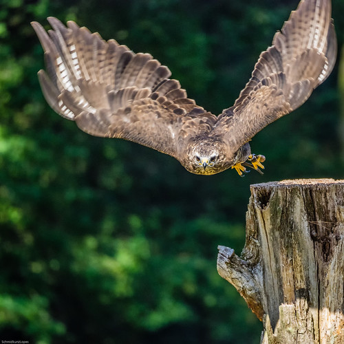 Mäusebussard Tierpark Hanau KleinAuheim rippchenmitkraut66 Flickr