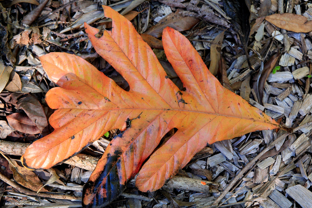Athertonia diversifolia Atherton Oak Copyright All Rig… Flickr