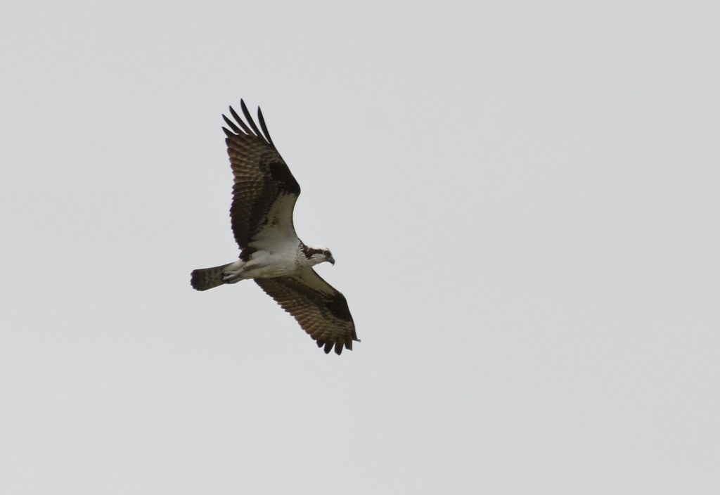 Osprey over Horseshoe Pond This osprey made a quick pass o… Flickr
