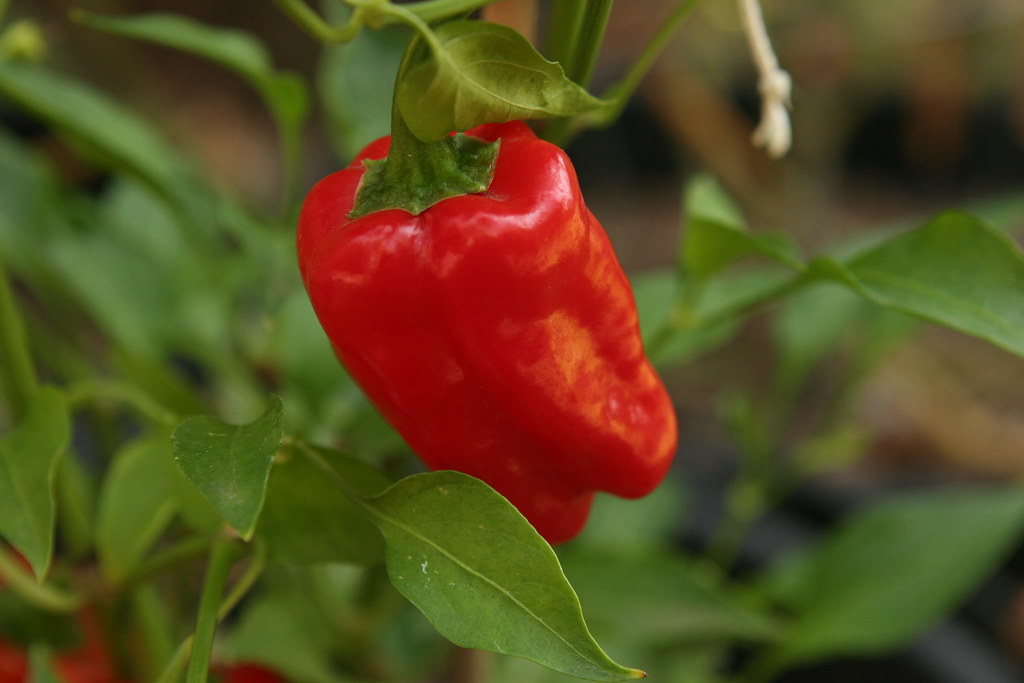 IMG_0699 Closeup of a Cajun Belle pepper. Tastes sweet an… Flickr