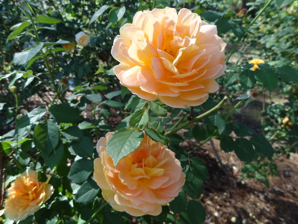 American Rose Society rose garden Shreveport, LA Kayla Nossaman