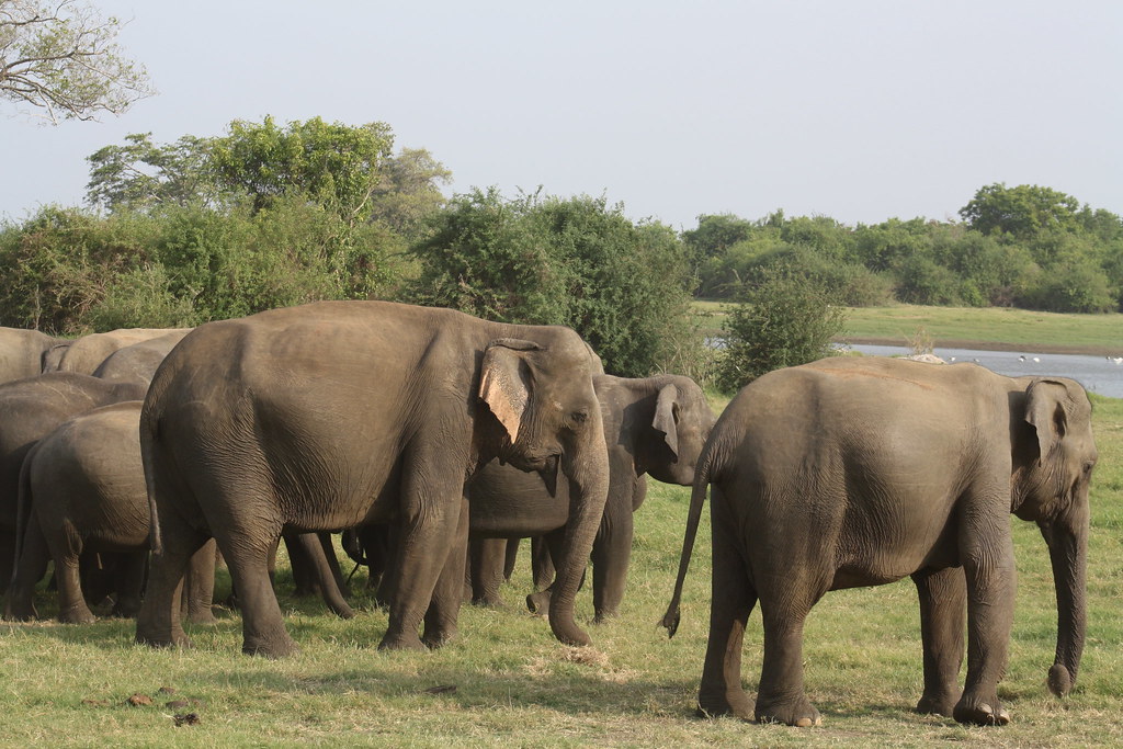 Elephants grazing Apart from the resident herds, a large n… Flickr