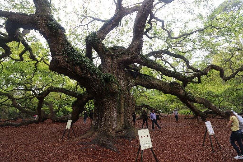 The Angel Oak Tree (John's Island, Charleston, South Carol… Flickr