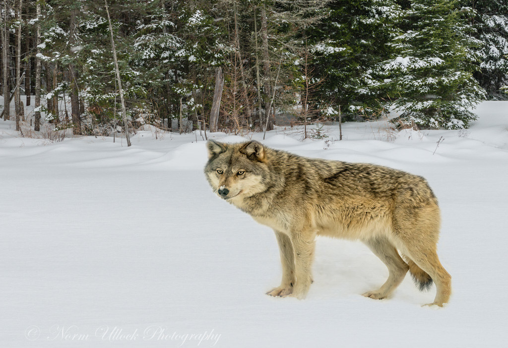 Western Timber Wolves Flickr