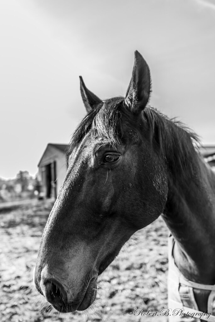 Der Pferdeflüsterer The horse Whisperer Robert Burisch Flickr