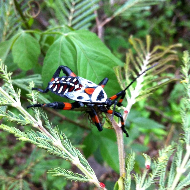 african mask bug african mask bug. was seen in Tonala, Jal… Flickr