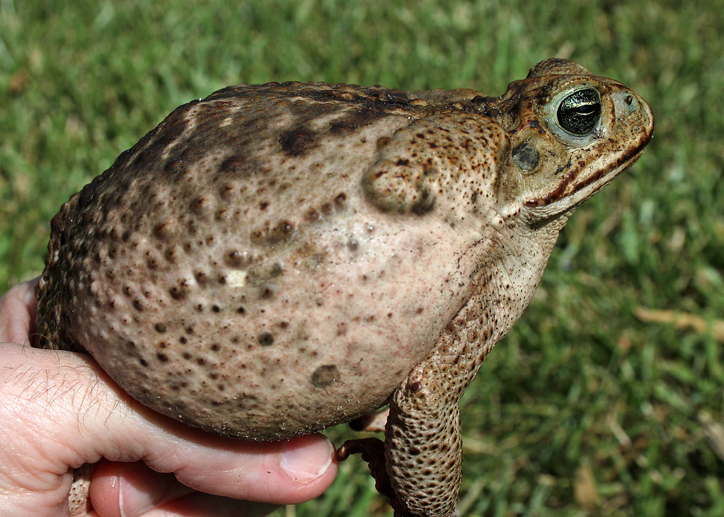 Inflated Cane Toad (Rhinella marina) Toads often inflate t… Flickr
