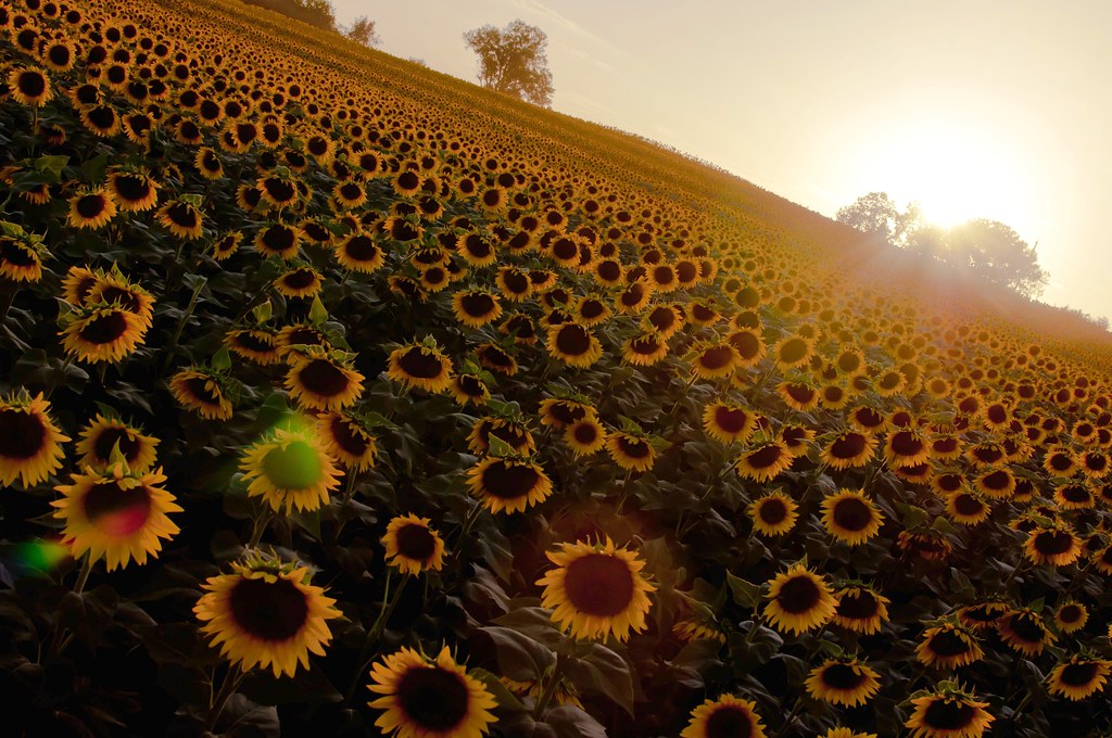 Do sunflowers really follow the sun? Leilani Photographs Flickr