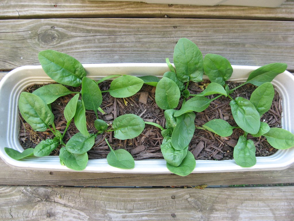 spinach Growing our own spinach in containers this spring.… Flickr