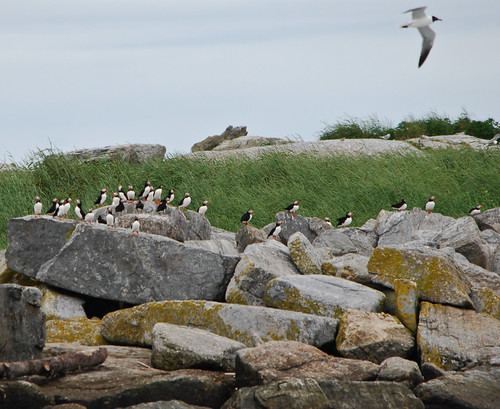 Atlantic Puffins on Eastern Egg Rock Maine This is the Al… Flickr