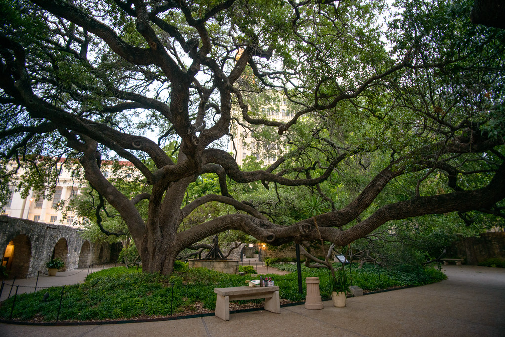 alamo tree. at the alamo. in san antonio, texas. groucho Flickr