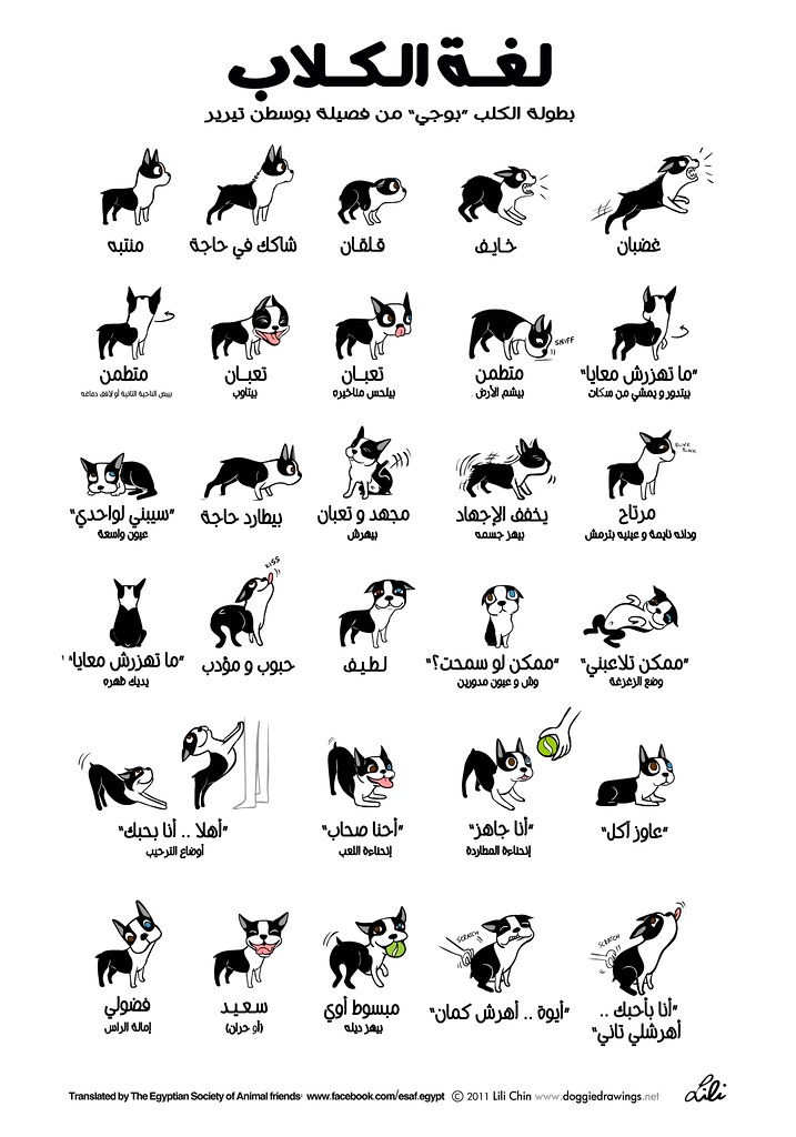 Doggie Language ARABIC VERSION Translated by Mohammed Ab… Flickr