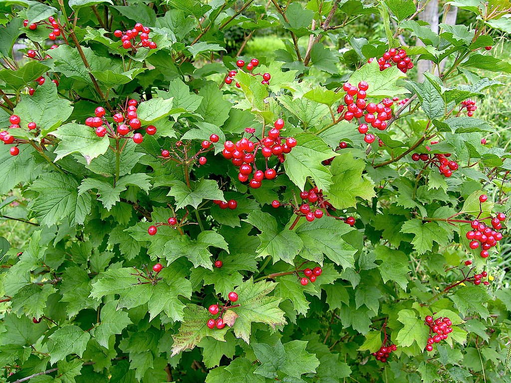 Viburnum trilobum Marshall 1785 (ADOXACEAE) Sinónimos Vib… Flickr