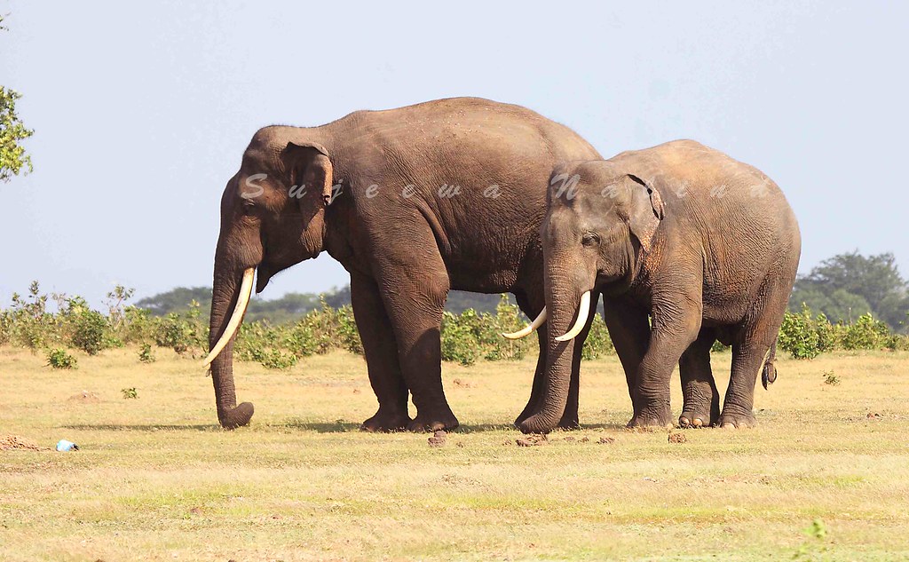 Tuskers of Sri Lanka The Wild Tusker Sri Lanka Elephant ( … Flickr