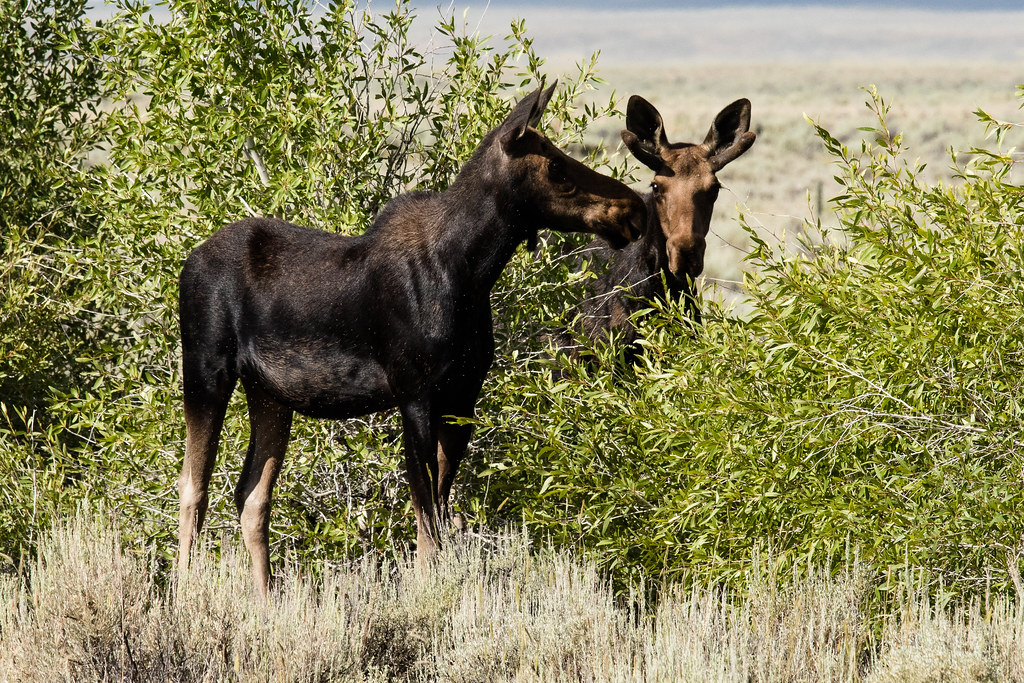 Juvenile Moose Green River Area Wyoming8286 A female … Flickr