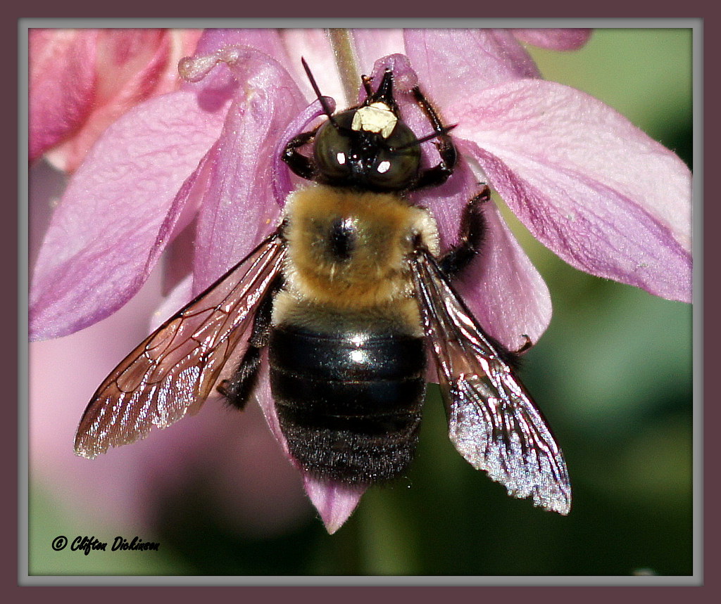 DSC00923 Male Carpenter Bee (Male carpenter bees have a wh… Flickr
