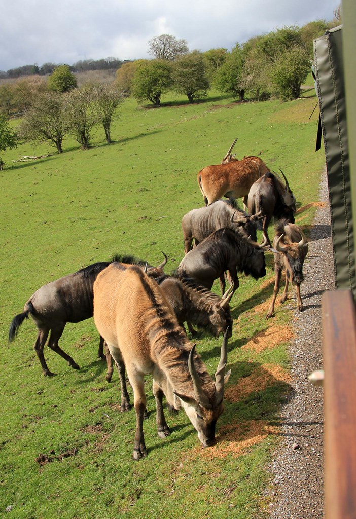 Port Lympne Wildlife Park 17042012 Nestled in 600 acres … Flickr