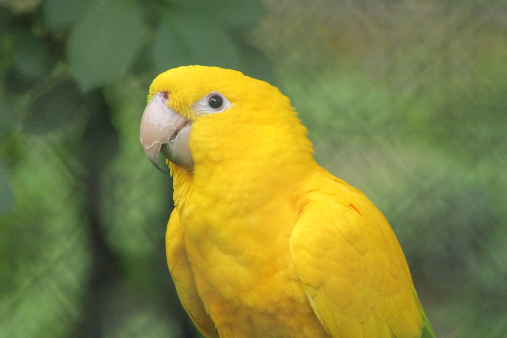Golden Parrot charliejb Flickr