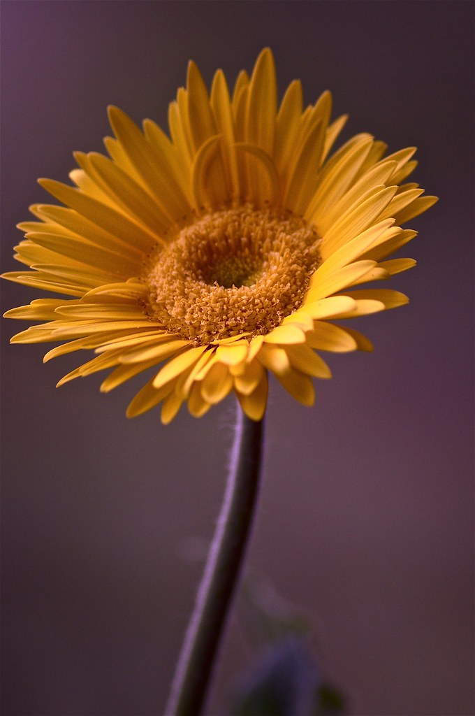 FLOWERS ARE US! vol.1 Flickr