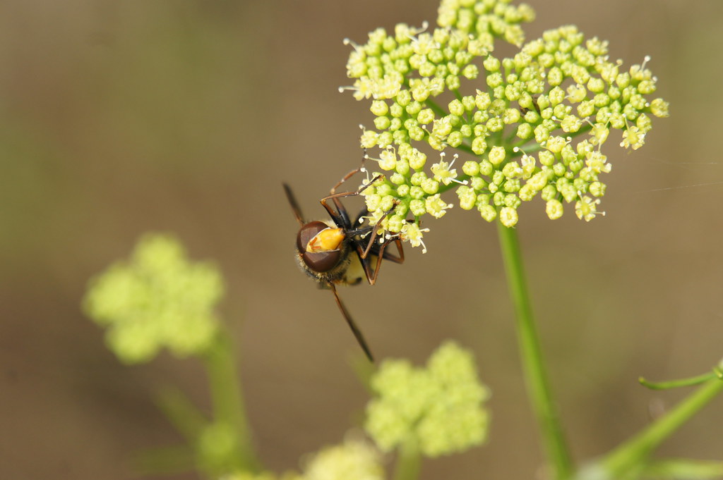 Unidentified hovertype fly on parsley flower Petroselinum… Alwyn