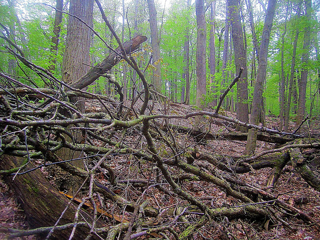 Spring woods Washington Grove, Rochester, NY. Dan Klein Flickr