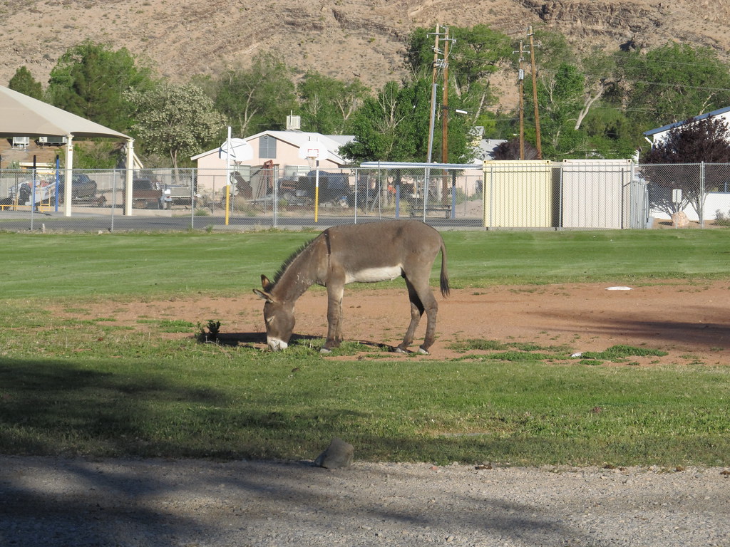 Burro, Blue Diamond, Nevada Blue Diamond is a censusdesig… Flickr