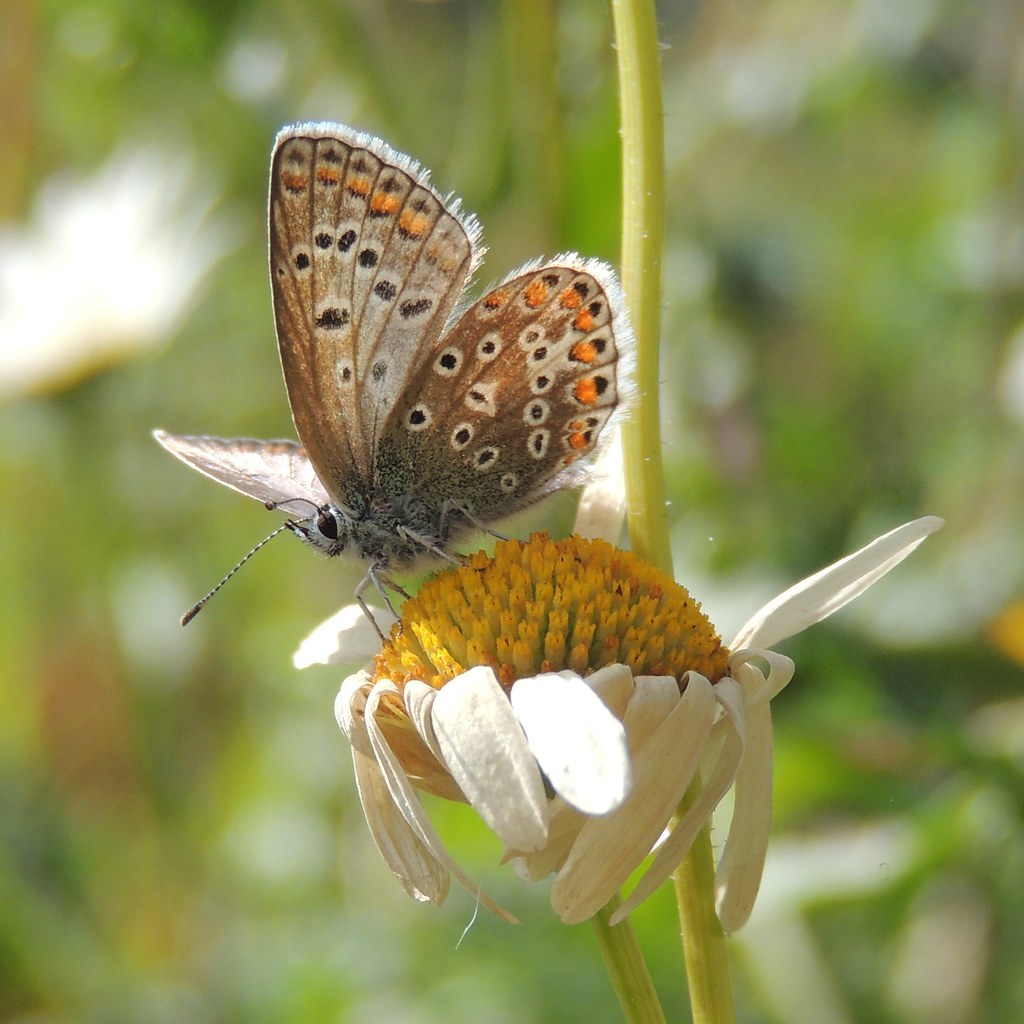 Common blue butterfly (Polyommatus icarus), Sandy, Bedford… Flickr