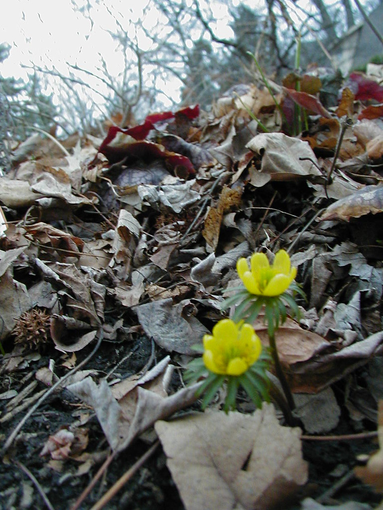 Flowers Photos taken around Champaign, Illinois tengrrl Flickr