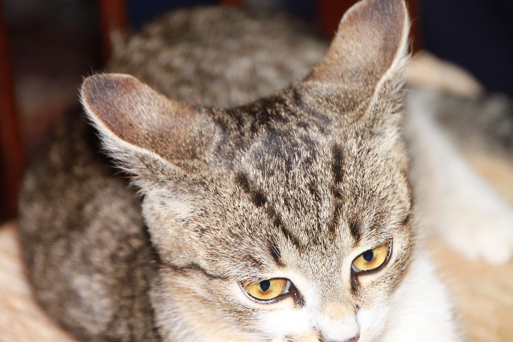 GreyStripedCat__60445 Grey Striped Cat Flickr