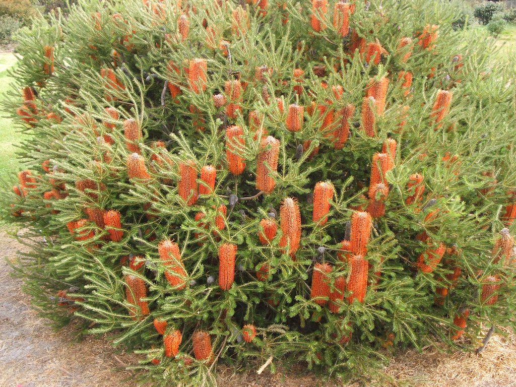 Banksia "Golden Candles" Proteaceae Keith Townsend Flickr