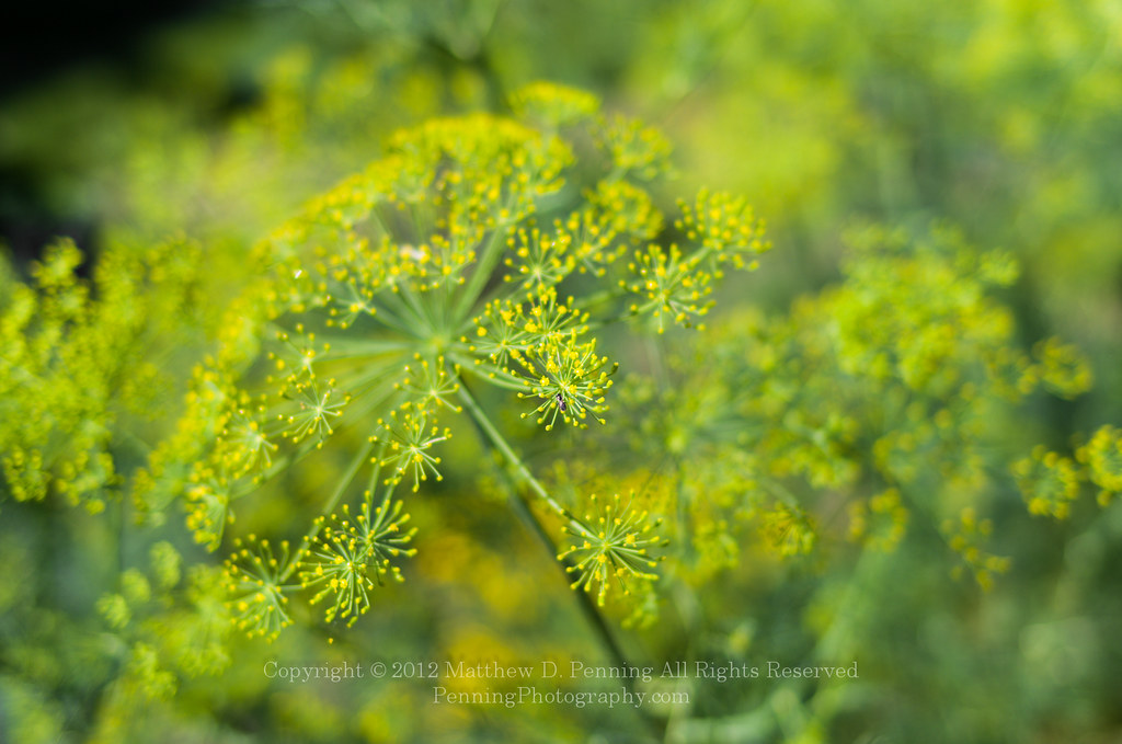 Dilly Dally Dill plants, full of tiny yellow flowers, abou… Flickr