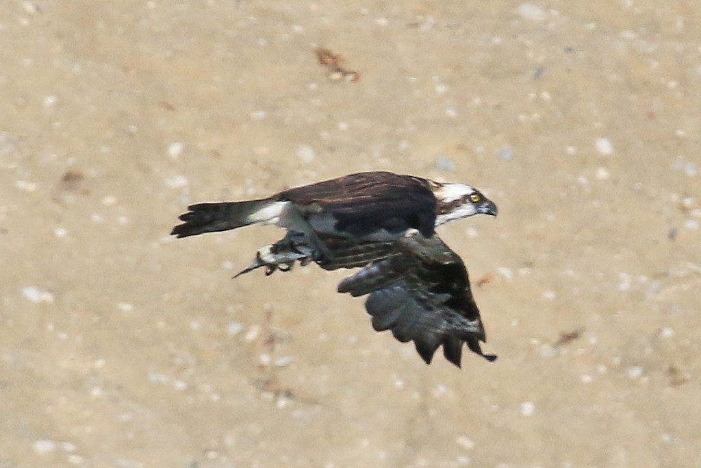 Osprey with fish at Peck Road IMG_7730 cheungdavid_05 Flickr