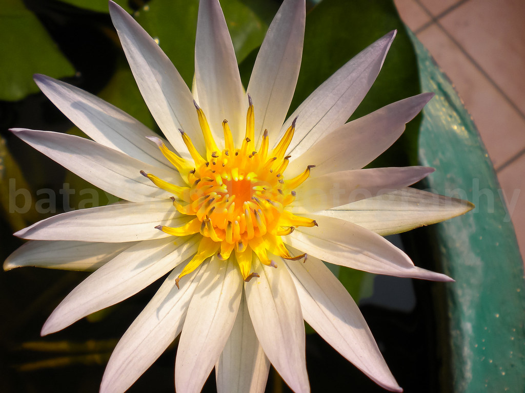 Lotus 1 This flower was taken at Lobby entrance in my offi… Flickr