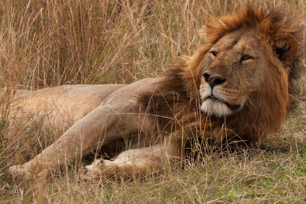 waking lion Stephen Flickr