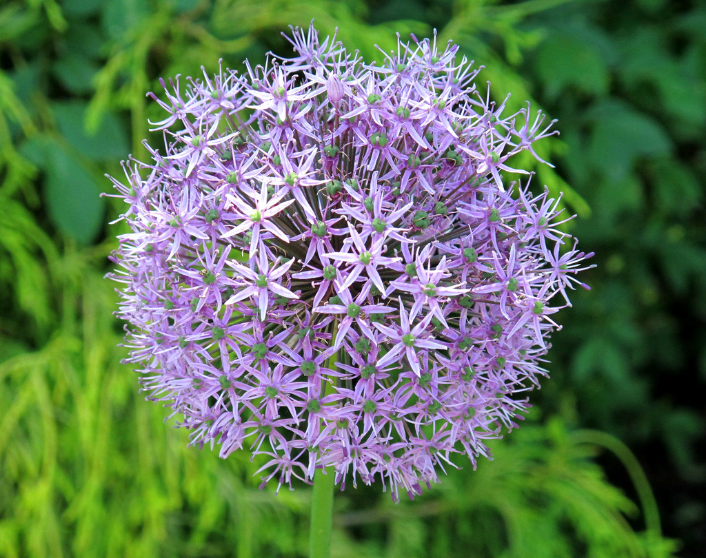 Allium, Kentlands, Spring Flowers IMG_9522 Photowalk throu… Flickr