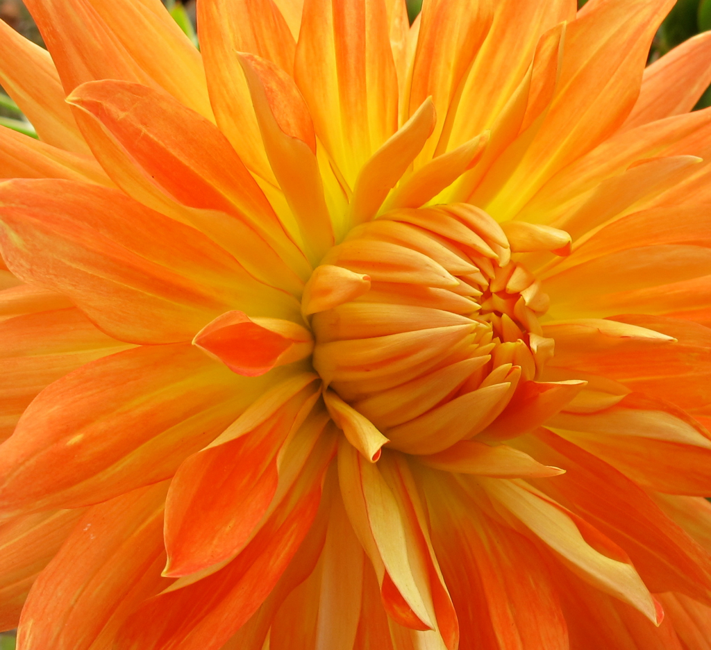 Dinner Plate Dahlia These flowers were as big as dinner pl… Flickr