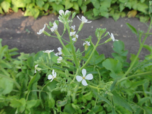 Daikon flowers 2 gympumpkin Flickr