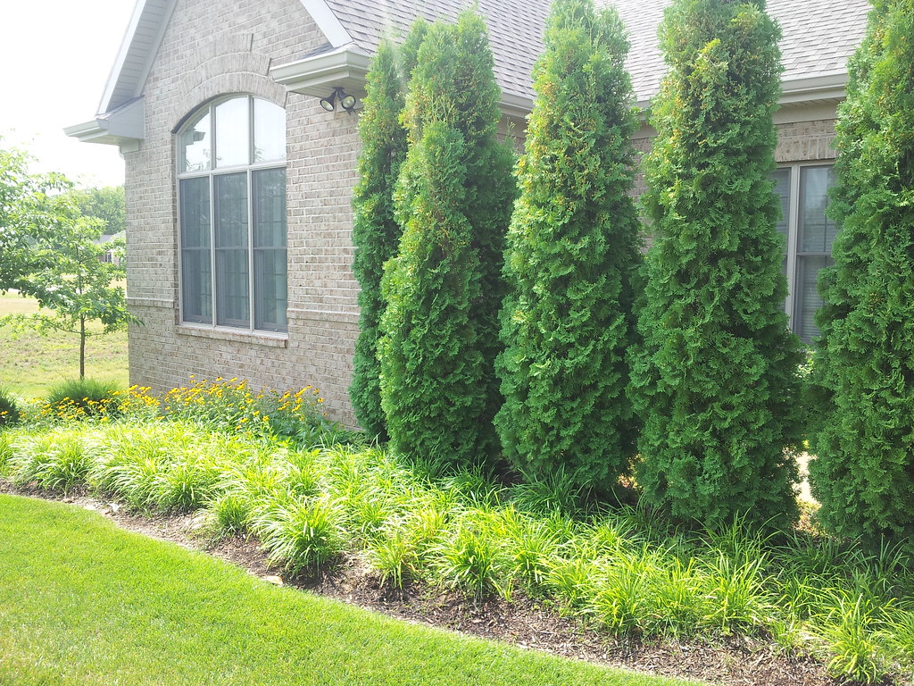Emerald Green Arborvitae with Liriope Emerald Green Arborv… Flickr